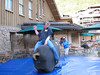 ussa > Two-time X Games SBX champion Nate Holland debates his future career at the USSA Partners Summit BBQ (credit: Doug Haney/USSA)